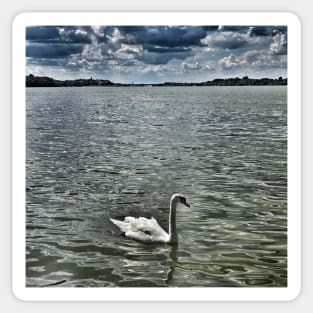 White beautiful swan on Danube river in Belgrade Sticker